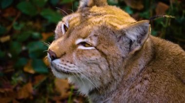 Luchs sonbaharda güneşli bir günde ormanda yerde oturuyor..