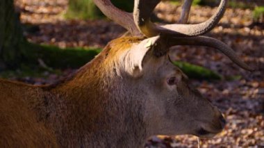 Sonbaharda, güneşli bir günde ormanda fındık yiyen kızıl geyiklere yakın..