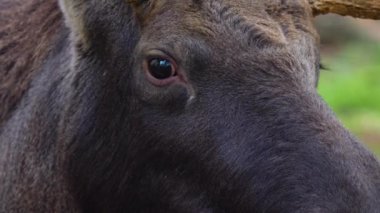 Geyiğin başını ve gözünü kapat.