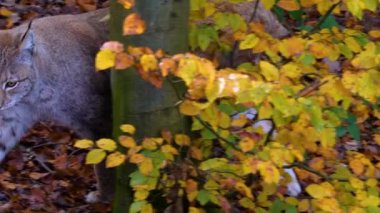 Luchs sonbaharda güneşli bir günde ormanda yerde oturuyor..