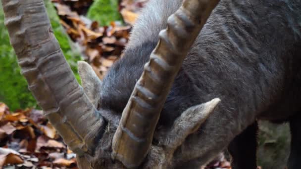 Close Capricórnio Alpino Ibex Comer Uma Rocha — Vídeo de Stock