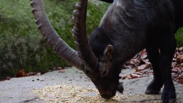 Közelkép Capricorn Alpesi Ibex Eszik Láb Egy Szikla — Stock videók