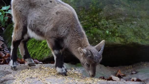 Close Van Een Jong Steenbok Alpine Steenbok Eten Voet Van — Stockvideo