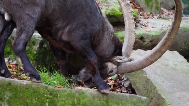 Κοντινό Πλάνο Του Αιγόκερω Αλπικό Ibex Τρώει Πόδι Από Ένα — Αρχείο Βίντεο