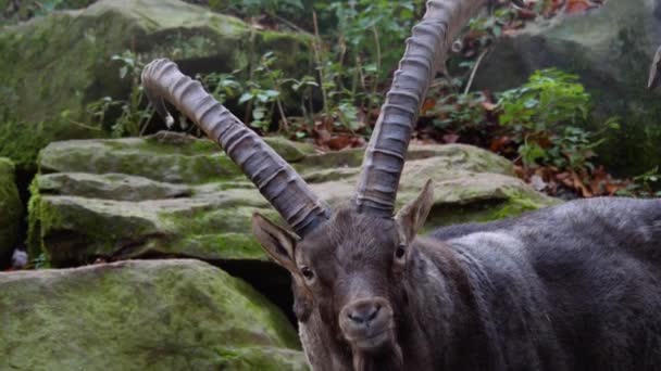 Großaufnahme Von Steinbock Steinbock Leckt Seine Lippen — Stockvideo