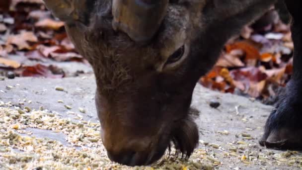 Κοντινό Πλάνο Του Αιγόκερω Αλπικό Ibex Τρώει Πόδι Από Ένα — Αρχείο Βίντεο