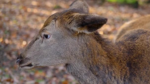 Närbild Kronhjort Skogen Hösten Solig Dag Äta Nötter — Stockvideo