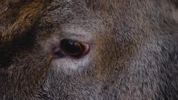 Gros Plan Cerf Rouge Dans Les Bois Automne Par Une — Video