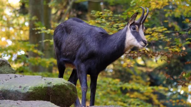 Close Van Gemzen Staande Een Rots Het Bos Herfst — Stockvideo