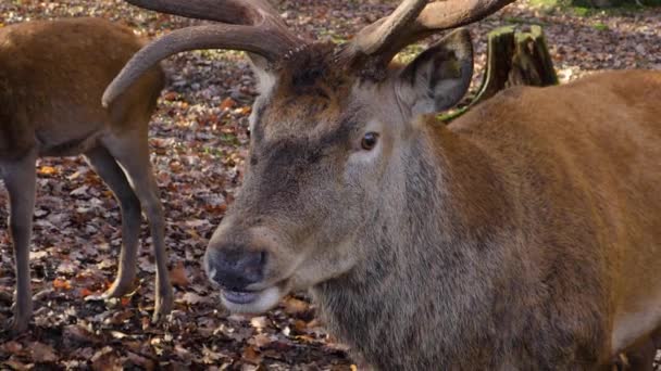 Närbild Kronhjort Skogen Hösten Solig Dag Äta Nötter — Stockvideo