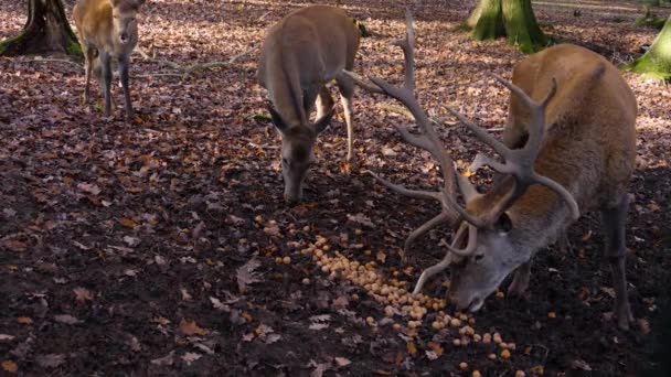 晴れた日に秋に森の中で赤い鹿のクローズアップナッツを食べる — ストック動画