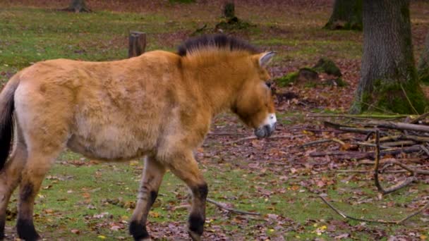 Κοντινό Πλάνο Του Αλόγου Του Przewalski Άλογο Αρχίζει Περπατάει Πίσω — Αρχείο Βίντεο