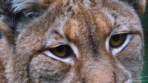 Lynx Κάθεται Στο Έδαφος Στο Δάσος Μια Ηλιόλουστη Μέρα Φθινόπωρο — Αρχείο Βίντεο