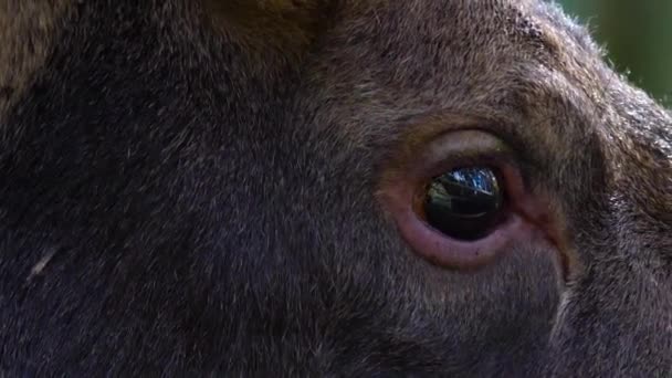 Close Elk Moose Head Eye — Stock Video