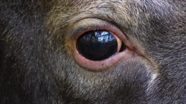 Close Elk Moose Head Eye — Stock Video