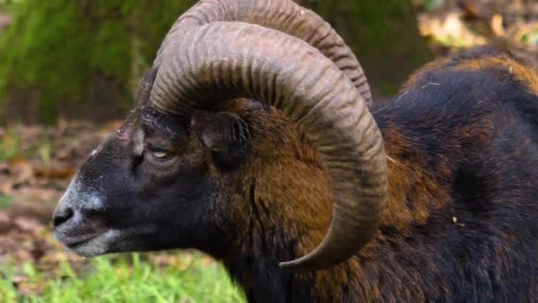 Крупним Планом Великий Ріг Вівці Муфлонові Голови Восени — стокове відео