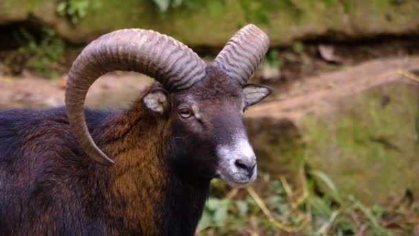 秋に大きな角の羊のマフロンの頭の閉鎖 — ストック動画