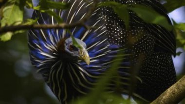 Bir ağaçta oturan kobay kuşuna yakın.