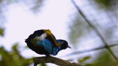 Arkadan eğilip kendini tırmalayan süper bir Afrika sığırcığına yaklaş..