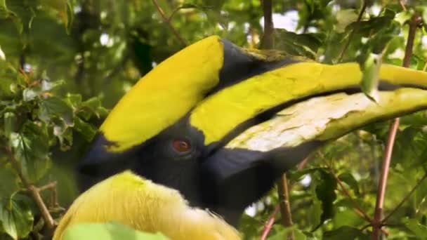 Feche Uma Grande Cabeça Pássaro Hornbill Uma Árvore Primavera — Vídeo de Stock