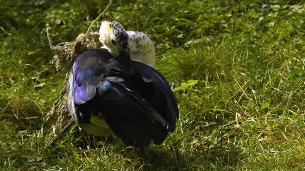 Zbliżenie Grzebień Kaczka Głowa Czyszcząc Sam — Wideo stockowe