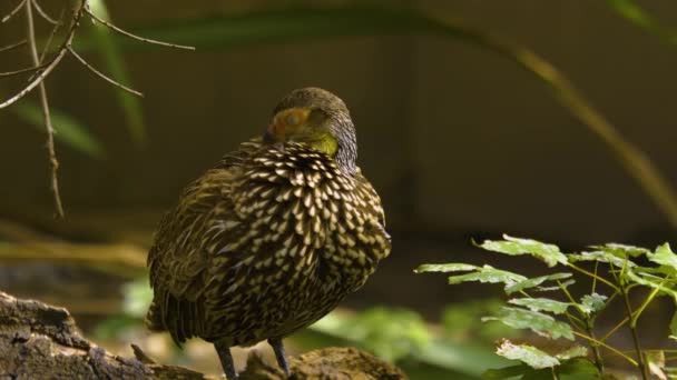 Ein Gelbhalsiger Francolin Reinigt Sich Selbst Und Schaut Sich — Stockvideo