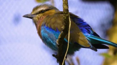 Lillac-Breasted Roller on a tree branch. looking to the left.