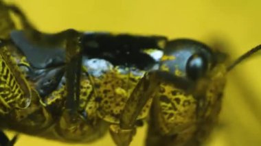 Çekirgelerin makro görüntüsü 