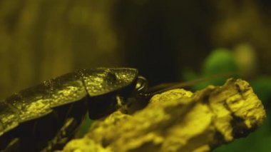 Madagaskar 'ın tıslayan hamamböceği bir dala oturmuş