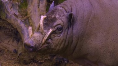 Geyik yaban domuzu kafası etrafıma bakıyor.