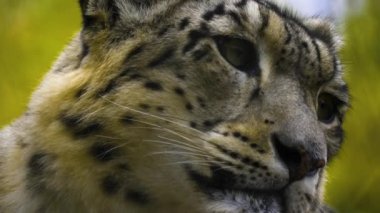 Kar leoparı başını sonbaharda hafif yağmurla kapat..