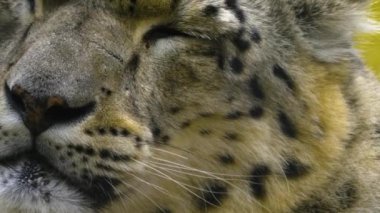 Kar leoparı başını sonbaharda hafif yağmurla kapat..