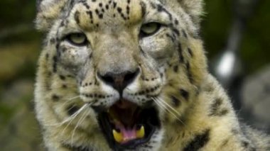 Kar leoparı başını sonbaharda hafif yağmurla kapat..