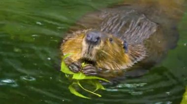 Kunduz yüzüyor ve yemek yiyor., 