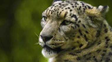 Kar leoparı başını sonbaharda hafif yağmurla kapat..