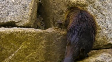 Kunduz kayalara tırmanıyor.