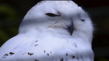 Taraklı ördeğin başını kendisi temizliyor.