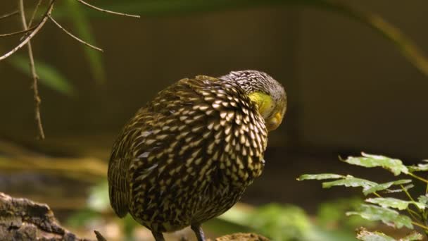 Ein Gelbhalsiger Francolin Reinigt Sich Selbst Und Schaut Sich — Stockvideo