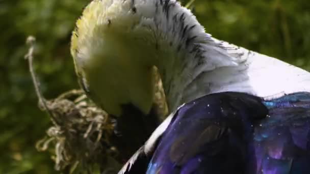 梳头鸭的近身清洁 — 图库视频影像