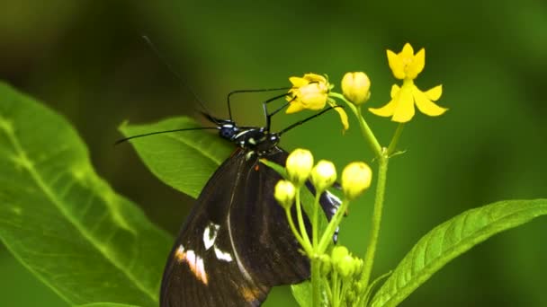 Чорний Білий Червоний Метелик Збирає Нектар Фіолетовій Квітці Ніж Літає — стокове відео