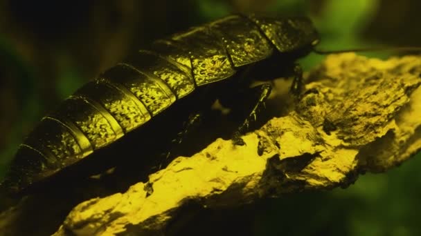 Närbild Madagaskar Väsande Kackerlacka Sittande Gren — Stockvideo