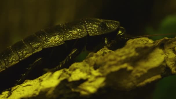 Close Madagascar Hissing Cockroach Sitting Branch — Stock Video