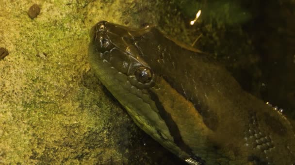 Zbliżenie Wężowej Głowy Anaconda Językiem Wychodzącym — Wideo stockowe