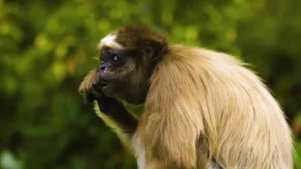 Maimuță Păianjen Mănâncă Fructe — Videoclip de stoc
