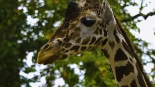 Närbild Giraffhuvud Det Ser Som Det Pratar — Stockvideo