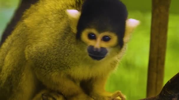 Squirrel Monkey Close Looking Jumping — Stock Video