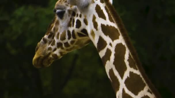 Закрий Голову Жирафа Здається Говорить — стокове відео
