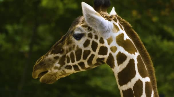 Sluiten Van Giraffe Hoofd Het Lijkt Alsof Het Spreekt — Stockvideo