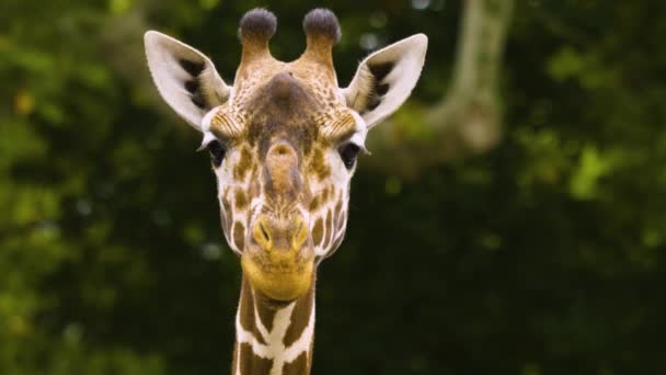 Sluiten Van Giraffe Hoofd Het Lijkt Alsof Het Spreekt — Stockvideo