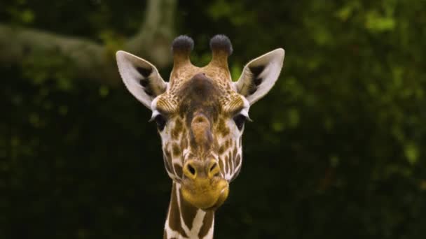 Close Giraffe Head Looks Talking — Stock Video